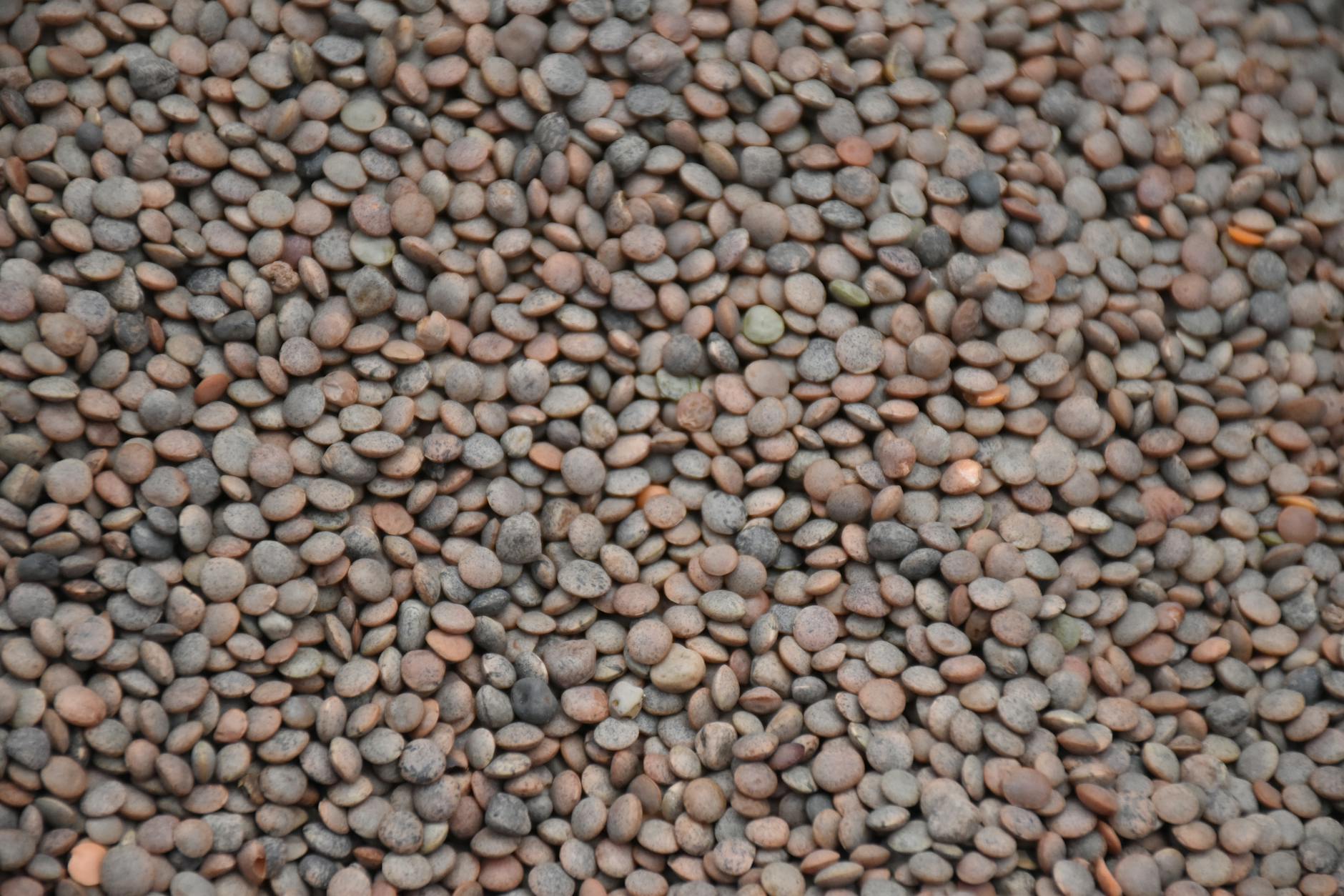 Cinnamon Cocoa Lentil Protein Smoothie